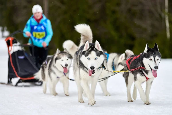 Husky kızak köpek yarışı. Kış köpeği kızak takımı yarışması. Sibirya köpekleri musher ile kızak çeker. Karlı ülkeyi baştan başa geçen yolda etkin çalışma