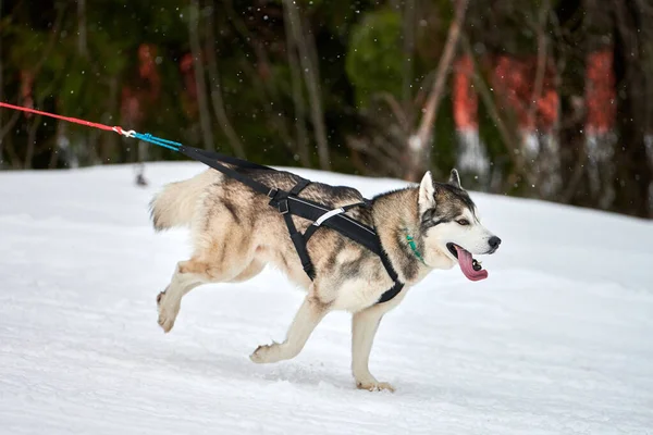 stock image Running Husky dog on sled dog racing. Winter dog sport sled team competition. Siberian husky dog in harness pull skier or sled with musher. Active running on snowy cross country track road