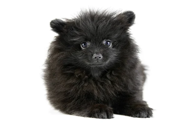 Pomerania Cucciolo Spitz Isolato Carino Nero Pomerania Sfondo Bianco Famiglia — Foto Stock