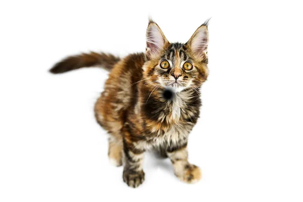 Tortoiseshell Maine Koťátko Izolované Roztomilý Maine Coon Kočka Bílém Pozadí — Stock fotografie