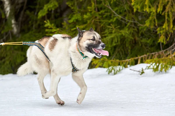 Běh Husky Pes Sáňkách Psích Závodů Zimní Psí Sportovní Spřežení — Stock fotografie