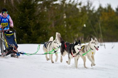 Verkhoshizhemye, Rusya - 03.08.2020 Husky kızak köpek yarışı. Kış köpeği kızak takımı yarışması. Sibirya köpekleri musher ile kızak çeker. Karlı ülkeyi baştan başa geçen yolda etkin çalışma