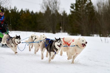 Verkhoshizhemye, Rusya - 03.08.2020 Husky kızak köpek yarışı. Kış köpeği kızak takımı yarışması. Sibirya köpekleri musher ile kızak çeker. Karlı ülkeyi baştan başa geçen yolda etkin çalışma