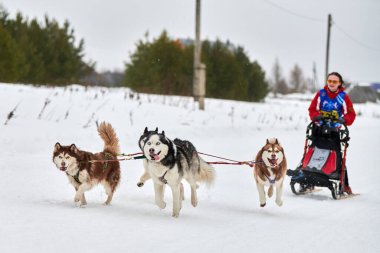 Verkhoshizhemye, Rusya - 03.07.2020 Husky kızak köpek yarışı. Kış köpeği kızak takımı yarışması. Sibirya köpekleri musher ile kızak çeker. Karlı ülkeyi baştan başa geçen yolda etkin çalışma