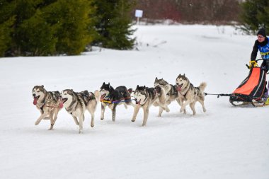 Verkhoshizhemye, Rusya - 03.07.2020 Husky kızak köpek yarışı. Kış köpeği kızak takımı yarışması. Sibirya köpekleri musher ile kızak çeker. Karlı ülkeyi baştan başa geçen yolda etkin çalışma