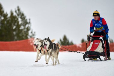 Verkhoshizhemye, Rusya - 03.08.2020 Husky kızak köpek yarışı. Kış köpeği kızak takımı yarışması. Sibirya köpekleri musher ile kızak çeker. Karlı ülkeyi baştan başa geçen yolda etkin çalışma