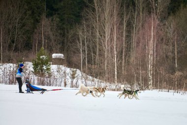 Verkhoshizhemye, Rusya - 03.08.2020 Husky kızak köpek yarışı. Kış köpeği kızak takımı yarışması. Sibirya köpekleri musher ile kızak çeker. Karlı ülkeyi baştan başa geçen yolda etkin çalışma