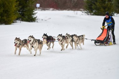 Verkhoshizhemye, Rusya - 03.07.2020 Husky kızak köpek yarışı. Kış köpeği kızak takımı yarışması. Sibirya köpekleri musher ile kızak çeker. Karlı ülkeyi baştan başa geçen yolda etkin çalışma