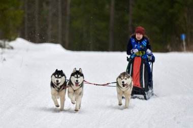 Verkhoshizhemye, Rusya - 03.07.2020 Husky kızak köpek yarışı. Kış köpeği kızak takımı yarışması. Sibirya köpekleri musher ile kızak çeker. Karlı ülkeyi baştan başa geçen yolda etkin çalışma