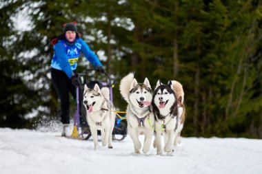 Verkhoshizhemye, Rusya - 03.08.2020 Husky kızak köpek yarışı. Kış köpeği kızak takımı yarışması. Sibirya köpekleri musher ile kızak çeker. Karlı ülkeyi baştan başa geçen yolda etkin çalışma
