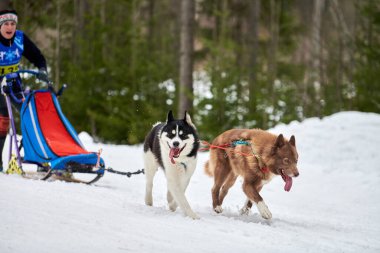 Verkhoshizhemye, Rusya - 03.08.2020 Husky kızak köpek yarışı. Kış köpeği kızak takımı yarışması. Sibirya köpekleri musher ile kızak çeker. Karlı ülkeyi baştan başa geçen yolda etkin çalışma