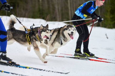 Verkhoshizhemye, Rusya - 03.08.2020 - kayakçı köpek yarışı. Kış köpek sporları yarışması. Sibirya Husky köpeği kayakçıyı çekiyor. Karlı kros yolunda aktif kayak