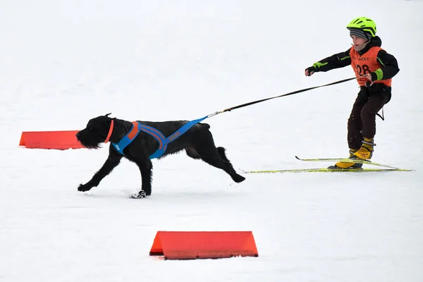 Verkhoshizhemye 러시아 2020 스키를 스포츠 슈나우저 스키를 스노이 크로스컨트리 도로에서 — 스톡 사진