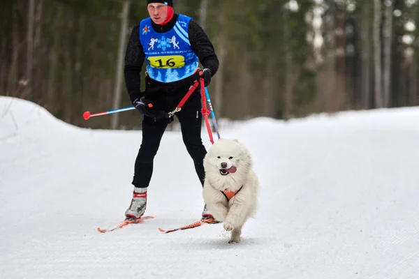 Verkhoshizhemye Ryssland 2020 Skijoring Hundkapplöpning Vinter Hund Sport Tävling Samojerad — Stockfoto