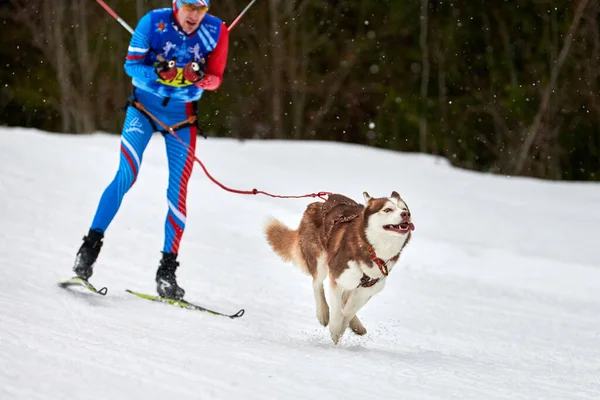 Verkhoshizhemye Rusko 2020 Skijoring Dog Racing Zimní Psí Sportovní Soutěž — Stock fotografie