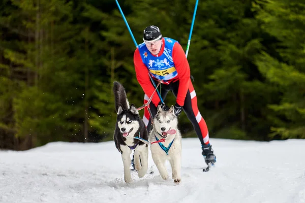 Verkhoshizhemye Ryssland 2020 Skijoring Hundkapplöpning Vinter Hund Sport Tävling Sibiriens — Stockfoto