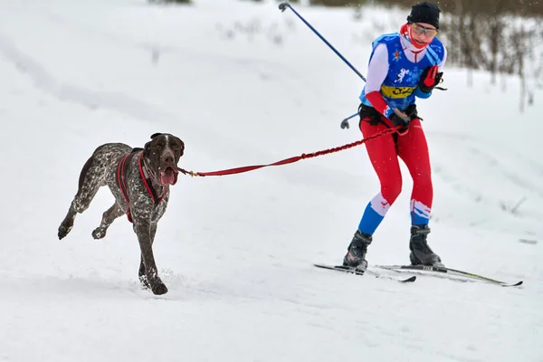 Verkhoshizhemye Rosja 2020 Skijoring Wyścigi Psów Zawody Sportowe Psów Zimowych — Zdjęcie stockowe