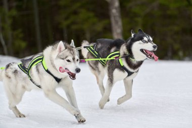 Kızaklı köpek yarışında Koşan Husky köpeği