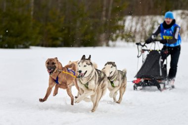 Husky kızak köpek yarışı