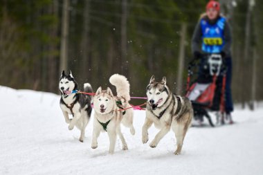 Husky kızak köpek yarışı
