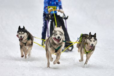 Husky kızak köpek yarışı