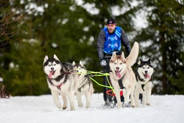 Husky kızak köpek yarışı