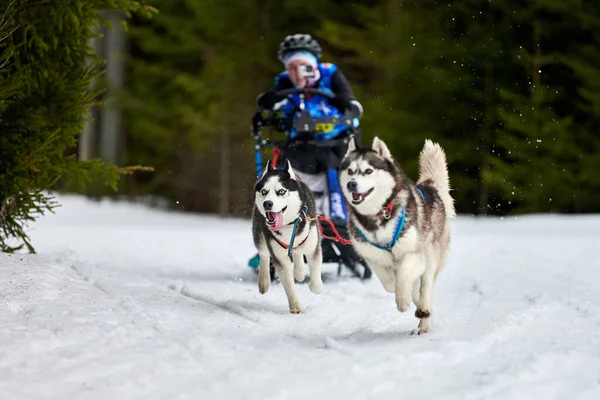 Husky sled dog racing. Winter dog sport sled team competition. Siberian husky dogs pull sled with musher. Active running on snowy cross country track road