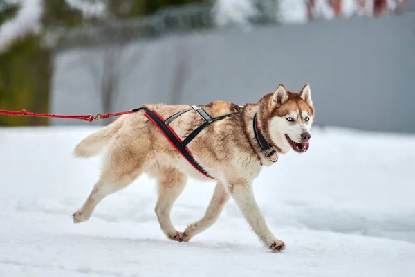 Kızaklı köpek yarışında Koşan Husky köpeği — Stok fotoğraf