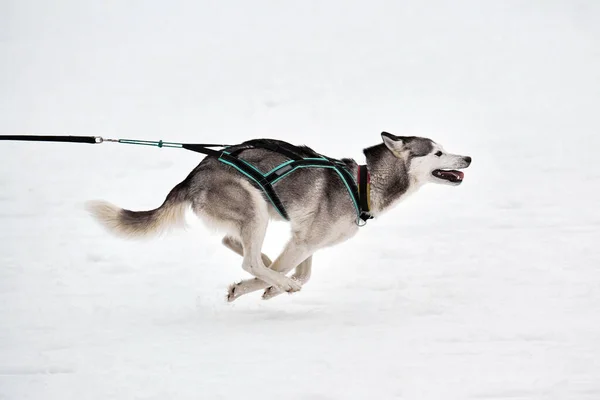 Hardlopen Husky hond op slee hond racen — Stockfoto