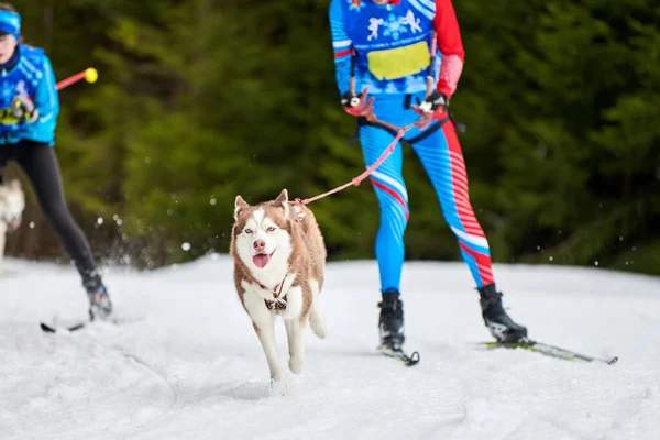 Skijoring pes sportovní závody — Stock fotografie