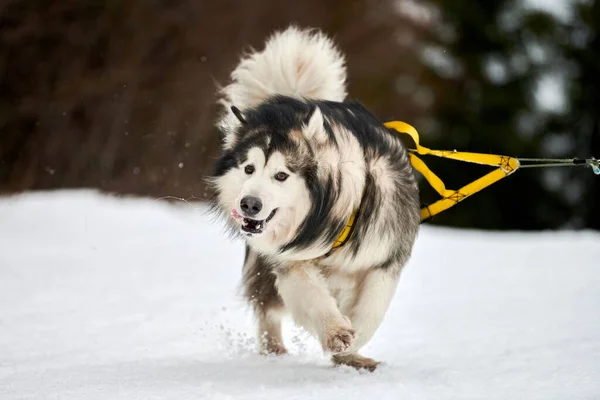 Correre Malamute cane su slitta cane da corsa — Foto Stock