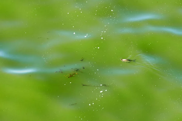 Verme de peixe na superfície do lago verde sujo — Fotografia de Stock