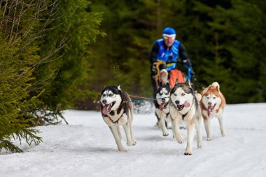Husky kızak köpek yarışı. Kış köpeği kızak takımı yarışması. Sibirya köpekleri musher ile kızak çeker. Karlı ülkeyi baştan başa geçen yolda etkin çalışma