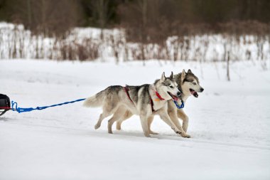 Kızaklı köpek yarışında Koşan Husky köpeği. Kış köpeği kızak takımı yarışması. Koşumlu Sibirya Husky köpeği kayakçı ya da musher kızağı. Karlı ülkeyi baştan başa geçen yolda etkin çalışma