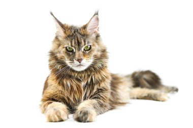 Yetişkin Maine Rakun Kedisi, izole edilmiş. Beyaz arka planda sevimli kaplumbağa kabuklu maine-coon kedi. Kaplumbağa kabuğu renginde komik safkan bir kedi. Stüdyo çekimi, tasarım ya da reklam için uygun..