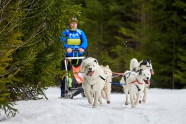 Husky kızak köpek yarışı. Kış köpeği kızak takımı yarışması. Sibirya köpekleri musher ile kızak çeker. Karlı ülkeyi baştan başa geçen yolda etkin çalışma