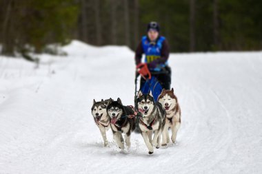 Husky kızak köpek yarışı. Kış köpeği kızak takımı yarışması. Sibirya köpekleri musher ile kızak çeker. Karlı ülkeyi baştan başa geçen yolda etkin çalışma