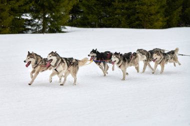 Kızaklı köpek yarışında Koşan Husky köpeği. Kış köpeği kızak takımı yarışması. Koşumlu Sibirya Husky köpeği kayakçı ya da musher kızağı. Karlı ülkeyi baştan başa geçen yolda etkin çalışma