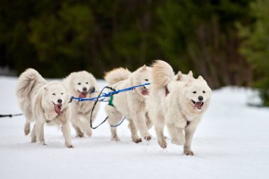 Kızaklı köpek yarışında Koşan Husky köpeği. Kış köpeği kızak takımı yarışması. Koşumlu Sibirya Husky köpeği kayakçı ya da musher kızağı. Karlı ülkeyi baştan başa geçen yolda etkin çalışma
