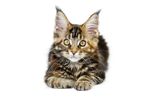 Tortoiseshell Maine Coon Kitten Isolado Gato Maine Casulo Bonito Fundo — Fotografia de Stock