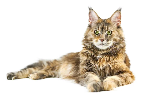 Gato Casulo Adulto Maine Isolado Cute Tortoiseshell Maine Coon Cat — Fotografia de Stock