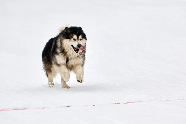 Running Malamute dog on sled dog racing. Winter dog sport sled team competition. Alaskan Malamute dog in harness pull skier or sled with musher. Active running on snowy cross country track road