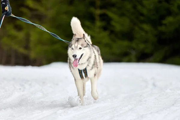 Running Husky dog on sled dog racing. Winter dog sport sled team competition. Siberian husky dog in harness pull skier or sled with musher. Active running on snowy cross country track road