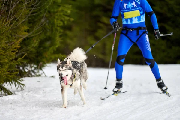 Skijoring dog racing. Winter dog sport competition. Siberian husky dog pulls skier. Active skiing on snowy cross country track road