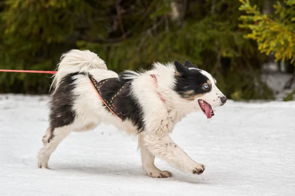 Skijoring dog racing. Winter dog sport competition. Siberian husky dog pulls skier. Active skiing on snowy cross country track road