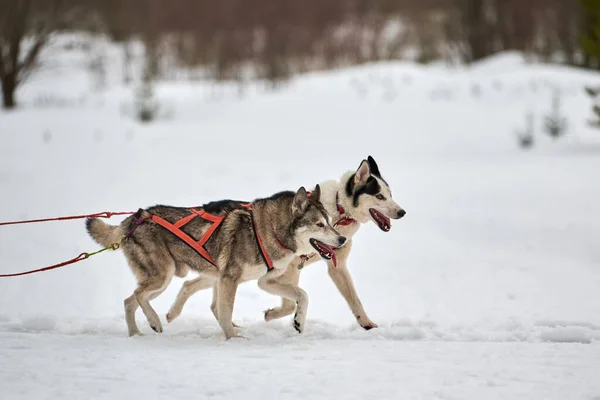 Correndo Husky Cão Corridas Trenó Cão Inverno Cão Esporte Trenó — Fotografia de Stock