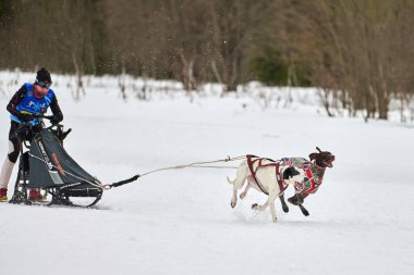 Verkhoshizhemye, Rusya - 03.08.2020 - Kış kızağı köpek yarışı. Köpek sporu kızak takımı yarışması. Sivri uçlu köpekler misket tüfeğiyle kızak çeker. Karlı ülkeyi baştan başa geçen yolda etkin çalışma