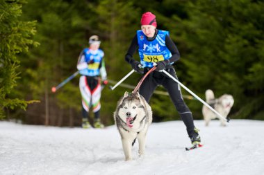Verkhoshizhemye, Rusya - 03.08.2020 - kayakçı köpek yarışı. Kış köpek sporları yarışması. Sibirya Husky köpeği kayakçıyı çekiyor. Karlı kros yolunda aktif kayak