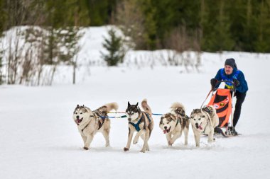 Verkhoshizhemye, Rusya - 03.08.2020 Husky kızak köpek yarışı. Kış köpeği kızak takımı yarışması. Sibirya köpekleri musher ile kızak çeker. Karlı ülkeyi baştan başa geçen yolda etkin çalışma