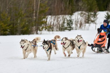 Verkhoshizhemye, Rusya - 03.08.2020 Husky kızak köpek yarışı. Kış köpeği kızak takımı yarışması. Sibirya köpekleri musher ile kızak çeker. Karlı ülkeyi baştan başa geçen yolda etkin çalışma